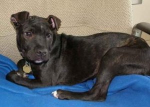 violet.shelterpic.puppy.omie.JPG