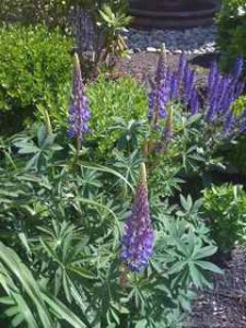 purplespires55.jpg