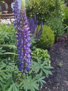 lupines22.jpg