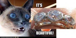 kittywantjm.JPG