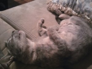 Pebbles 2.JPG