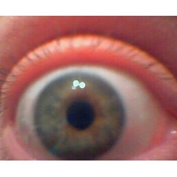 LORISEYEBALL.jpg LORISEYEBALL.jpg