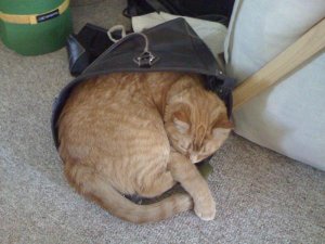 IMG_0017(2).JPG IMG_0017(2).JPG