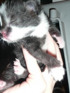 kittentwo.JPG