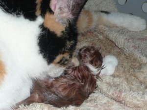 cleaningkitten5.JPG
