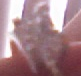go1dens4d4.jpg