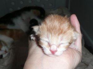 kittenfive.JPG
