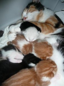 catpile.JPG