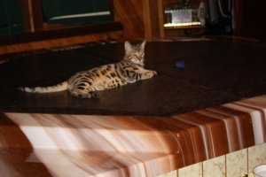 BEGIMG_0120a.jpg