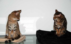 madkitties.jpg