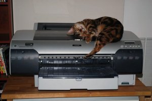 haley_printer.jpg