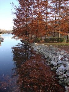 lake in autumn.JPG