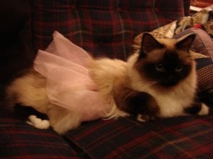 bootifulgirltutu.jpg