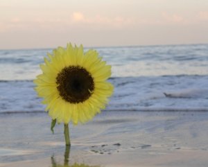 SLIDE-SUNFLOWER11.jpg
