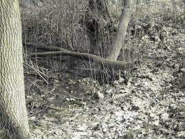 arboretum (269 x 202).jpg