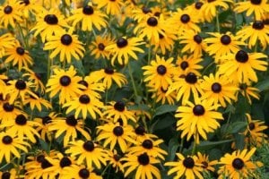 flowers (432 x 288).jpg