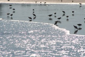 shore (285 x 190).jpg