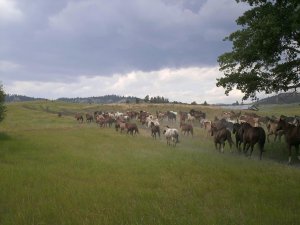montanahpic1.jpg