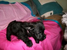 newpuppy9wks3.jpeg