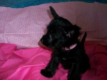 newpuppy9wks4.jpeg