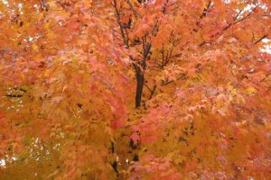 IMG_1808 (550 x 367).jpg