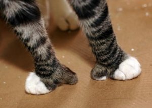 A837559_Mittens giant PAWS.jpg