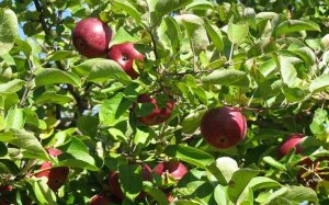 zoeapplepicking2.jpg
