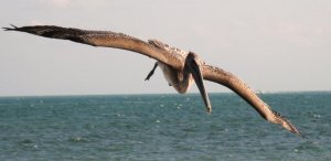 zoepelicaninkeywest.jpg