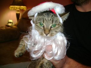 dumbkittymcp.JPG