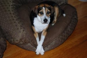 lucy waiting 2.JPG