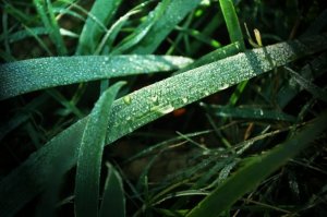 Grass with dew.jpg Grass with dew.jpg