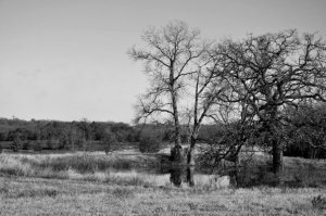 BWbackyard.jpg