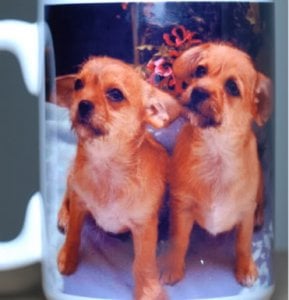 puppycup.jpg