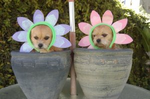 055flowers.jpg