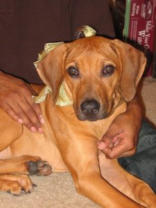 heirdog.jpg