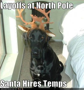 funny-dog-pictures-santa-has-hired-this-dog.jpg