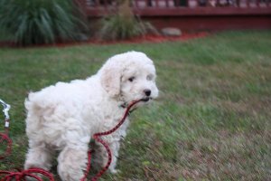 olliepup.jpg