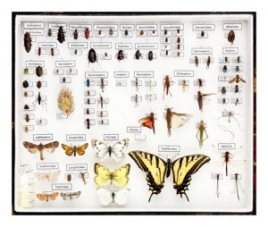 454insectcollect1.jpg