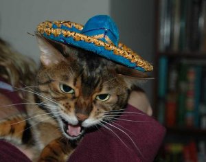 Too_much_tequila.jpg