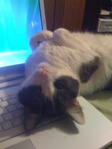 ryrytoocute.jpg