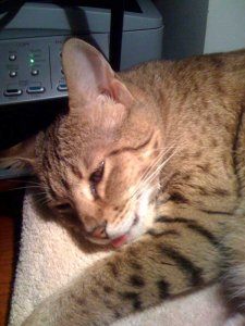 zoesleeping2.jpg