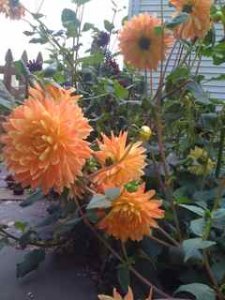 dahliaexplosion44.jpg