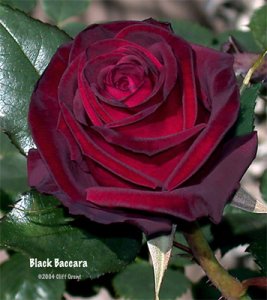 black baccara rose.jpg