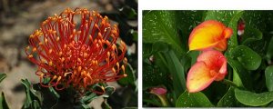 JEBFaveflowers0124.jpg