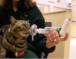 feline_asthma2.jpg