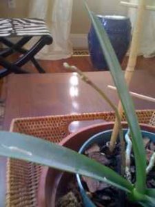 orchid86.jpg