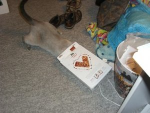 sillykitty1201.JPG