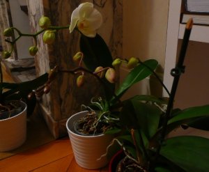 orchids 008.jpg