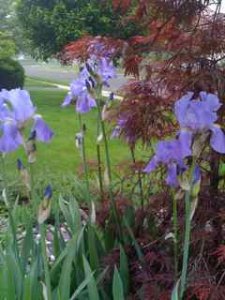 iris78.jpg
