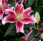 oriental lillies.jpg
